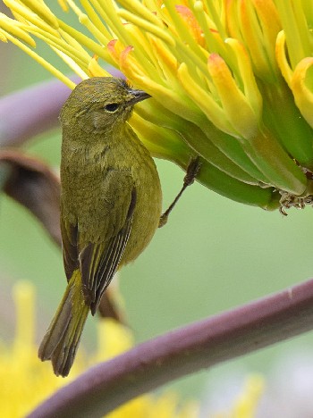 species