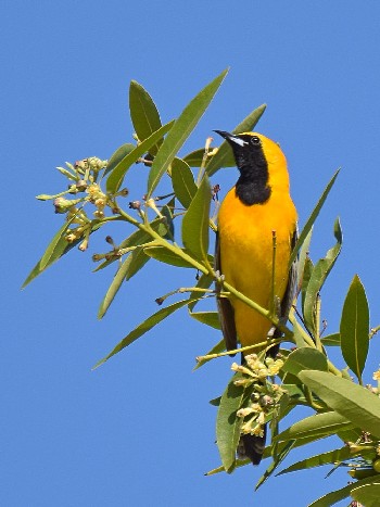 species