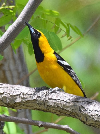 species