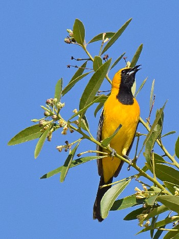 species