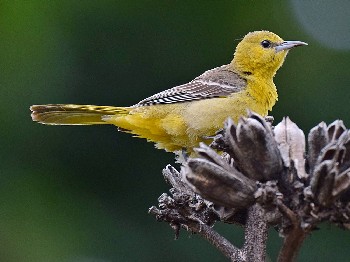 species