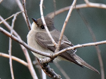 species