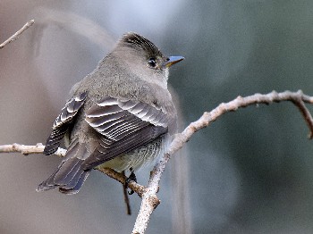 species