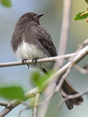 species