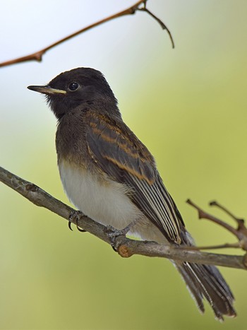 species