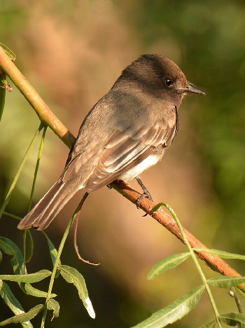 species