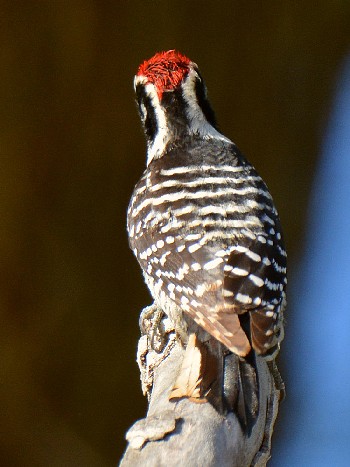 species
