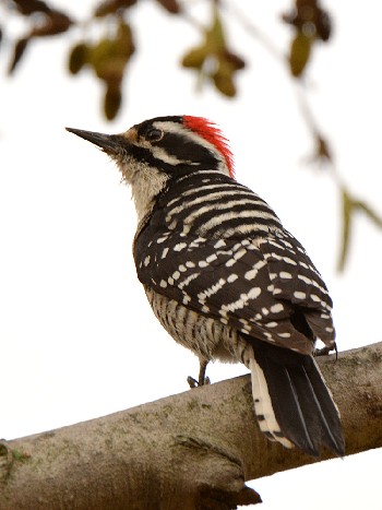 species