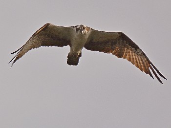 species