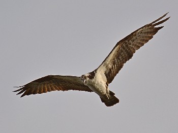 species