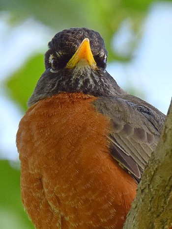 species