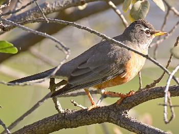 species