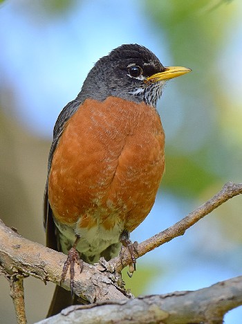 species