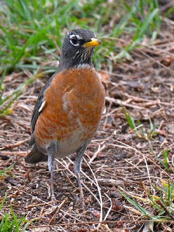 species