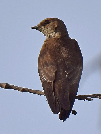 species