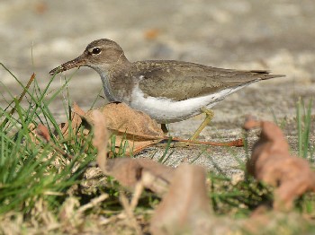 species