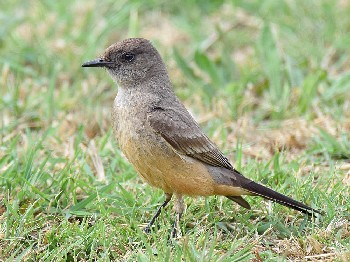 species