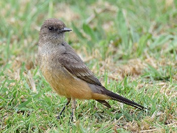 species