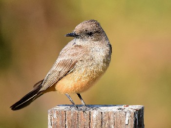species