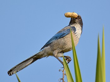 species