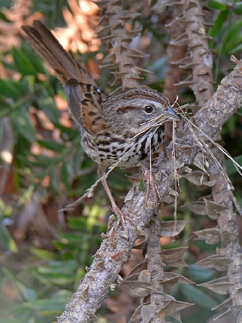 species