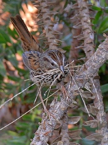species