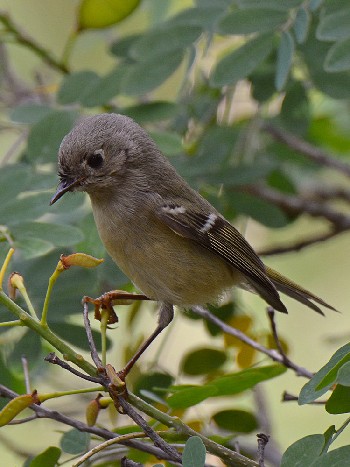 species