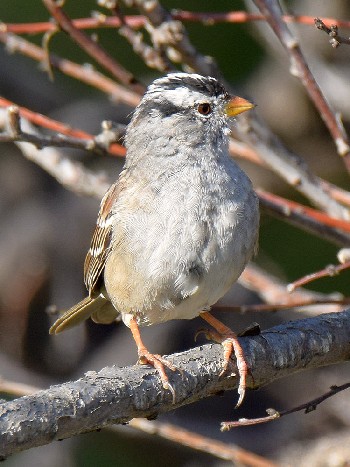 species
