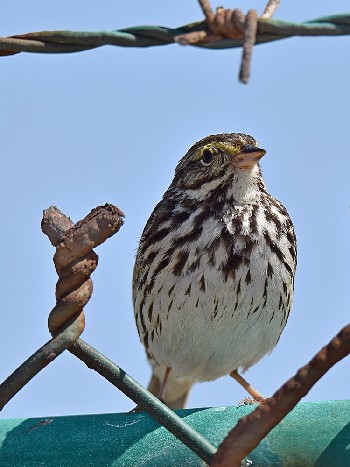 species