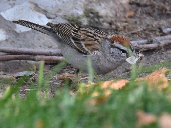 species