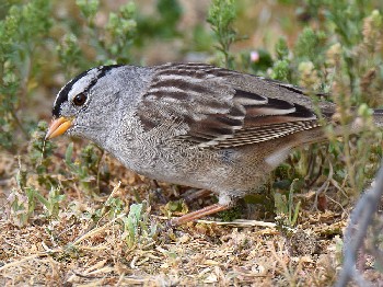 species
