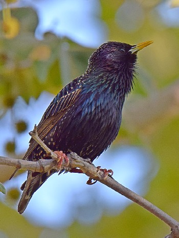 species