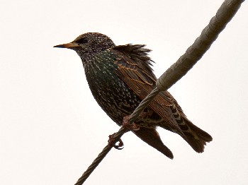 species
