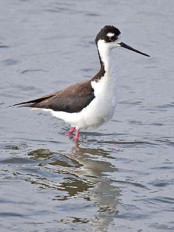 species