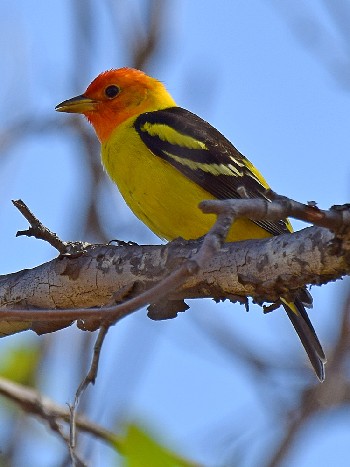species