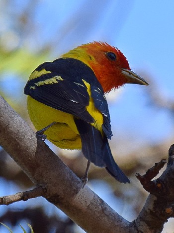species