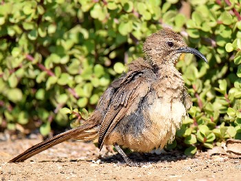 species
