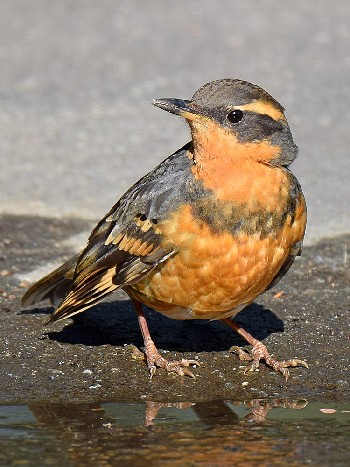 species