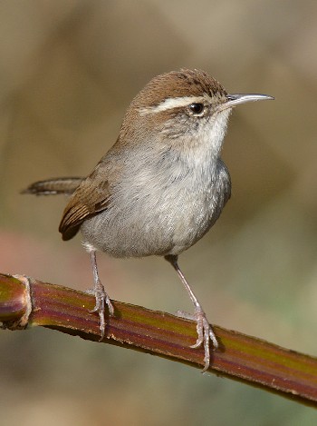 species
