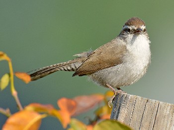 species
