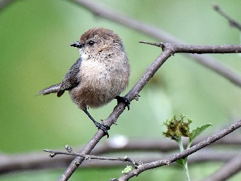 species