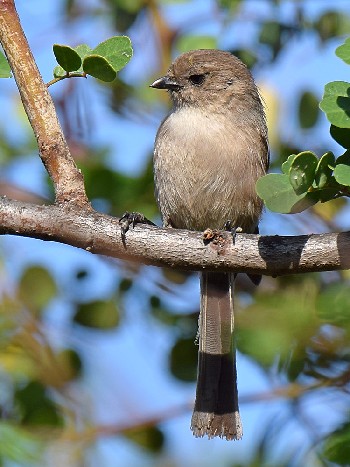 species
