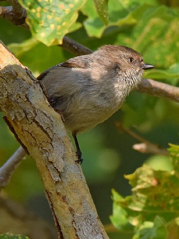 species