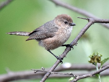 species