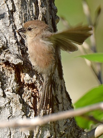 species