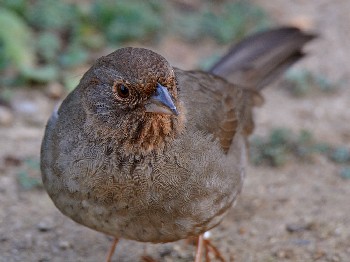 species