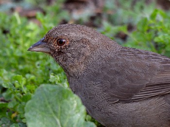 species