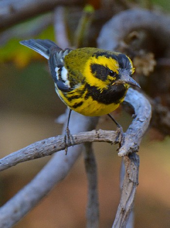 species