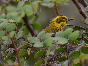 species