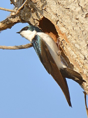 species